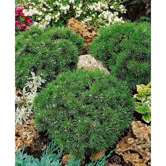 Pflanzen für dich Berg-Kiefer 20-25 cm - Pinus uncinata 'Grüne Welle', Aktuelle Wuchshöhe: 20 cm - 25 cm - Dichter, grüner immergrüner Zwergstrauch mit kleinen Zapfen im Steingarten.