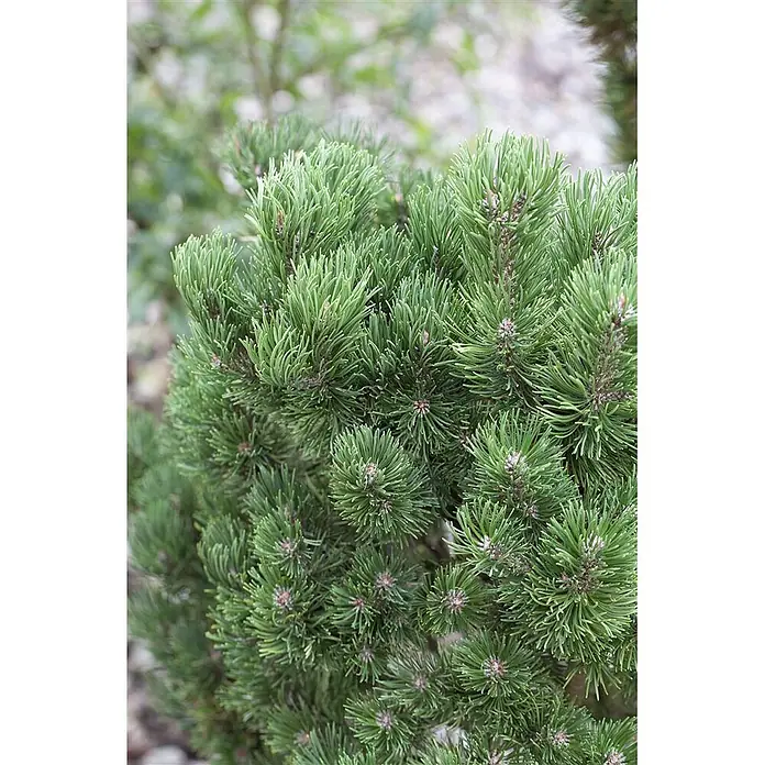 Pflanzen für dich Berg-Kiefer 15-20 cm - Pinus mugo 'Picobello', Aktuelle Wuchshöhe: 15 cm - 20 cm - Nahaufnahme einer Zwergkiefer mit dichten, kurzen grünen Nadeln und kleinen, rötlich-braunen Knospen.