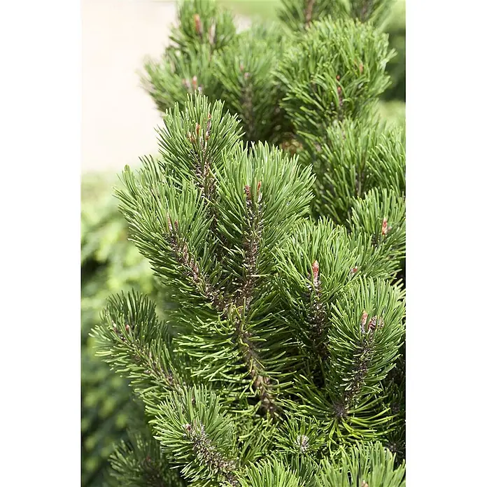 Pflanzen für dich Berg-Kiefer 15-20 cm - Pinus mugo 'Picobello', Aktuelle Wuchshöhe: 15 cm - 20 cm - Nahaufnahme leuchtend grüner Kiefernzweige mit frischen Trieben, die dichte Nadeln eines Nadelbaums zeigen.