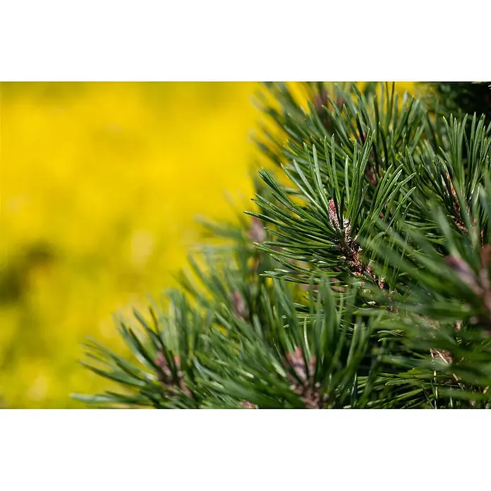 Pflanzen für dich Berg-Kiefer 20-25 cm - Pinus uncinata 'Grüne Welle', Aktuelle Wuchshöhe: 20 cm - 25 cm - Grüne Kiefernnadeln mit bräunlichen Basen vor unscharfem, gelbem Hintergrund.