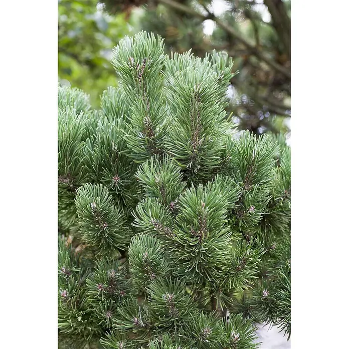 Pflanzen für dich Berg-Kiefer 15-20 cm - Pinus mugo 'Picobello', Aktuelle Wuchshöhe: 15 cm - 20 cm - Nahaufnahme von dichten, grünen Kiefernnadeln und Ästen mit kleinen braunen Knospen.