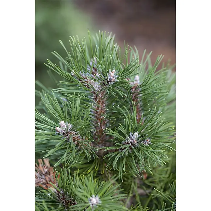 Pflanzen für dich Berg-Kiefer 20-25 cm - Pinus uncinata 'Grüne Welle', Aktuelle Wuchshöhe: 20 cm - 25 cm - Lebendige grüne Kiefernnadeln mit kleinen hellbraunen Knospen an einem Ast.