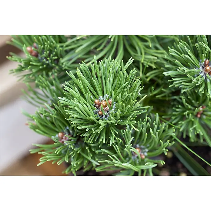 Pflanzen für dich Berg-Kiefer 15-20 cm - Pinus mugo 'Picobello', Aktuelle Wuchshöhe: 15 cm - 20 cm - Lebendige grüne Koniferennadeln mit kleinen braunen Knospen in Nahaufnahme.