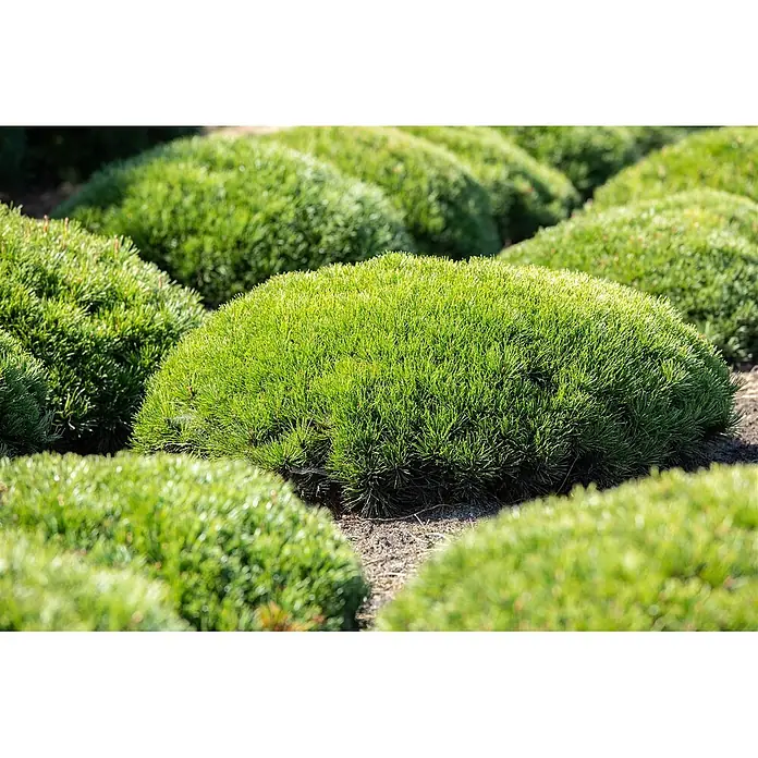 Pflanzen für dich Berg-Kiefer 25-30 cm - Pinus mugo 'Pumilio', Aktuelle Wuchshöhe: 25 cm - 30 cm - Üppige grüne, kuppelförmige Koniferenpflanzen in Reihen unter Sonnenlicht.