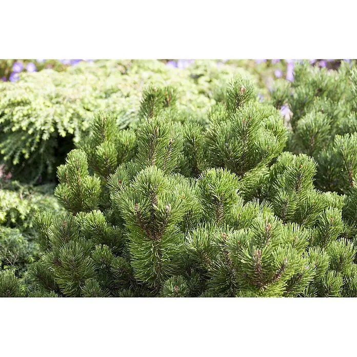 Pflanzen für dich Berg-Kiefer 15-20 cm - Pinus mugo 'Picobello', Aktuelle Wuchshöhe: 15 cm - 20 cm - Dichte, leuchtend grüne Nadeln eines Zwergkiefer- oder Immergrünstrauchs mit neuem Wachstum.