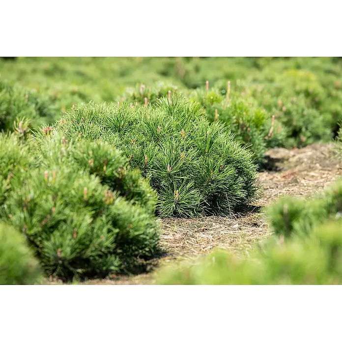 Pflanzen für dich Berg-Kiefer 25-30 cm - Pinus mugo 'Pumilio', Aktuelle Wuchshöhe: 25 cm - 30 cm - Dichte, grüne Kiefernsträucher mit Nadeln, in Reihen auf einem sonnigen Feld gepflanzt.