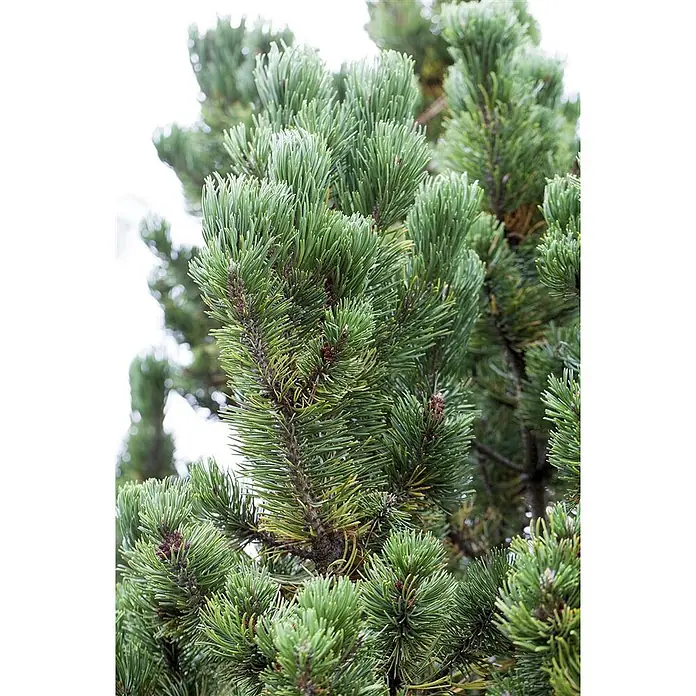 Pflanzen für dich Berg-Kiefer 15-20 cm - Pinus mugo 'Picobello', Aktuelle Wuchshöhe: 15 cm - 20 cm - Nahaufnahme eines leuchtend grünen Kiefernzweiges, dicht bedeckt mit kurzen, spitzen Nadeln und kleinen braunen Knospen.