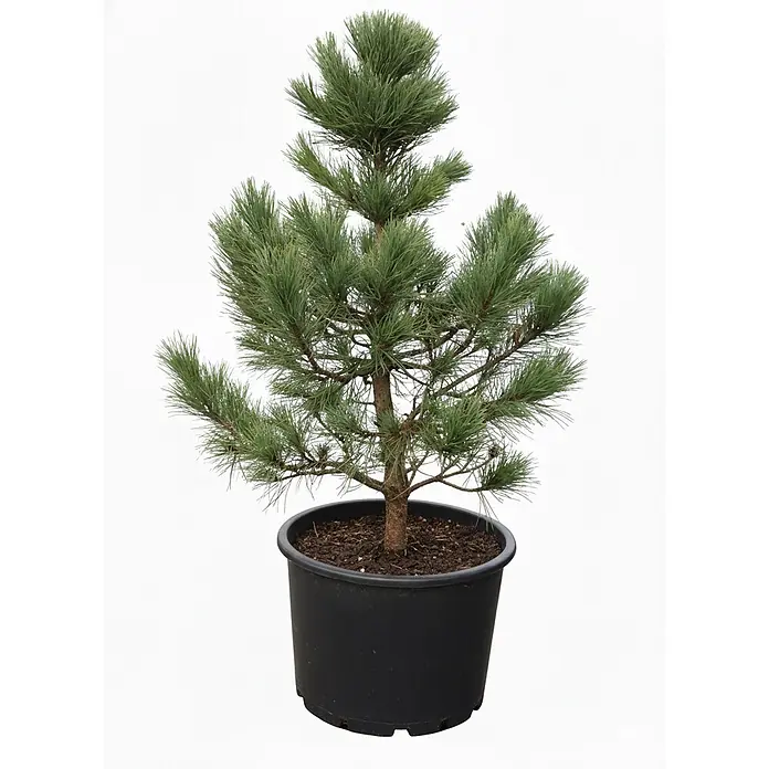 Pflanzen für dich Berg-Kiefer 30-40 cm - Pinus cembra, Aktuelle Wuchshöhe: 30 cm - 40 cm - Eine junge Kiefer mit grünen Nadeln und braunem Stamm, in einem schwarzen Topf.
