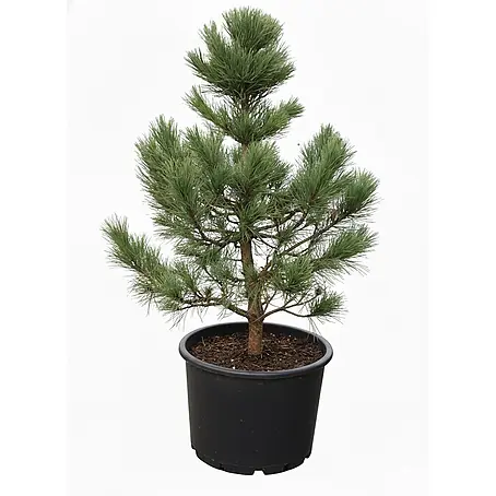 Pflanzen für dich  Berg-Kiefer 30-40 cm