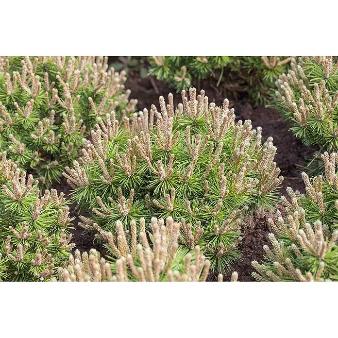Pflanzen für dich Berg-Kiefer 70-80 cm - Pinus mugo 'Klostergrün', Aktuelle Wuchshöhe: 70 cm - 80 cm - Nahaufnahme von grünen Kiefernsträuchern mit zahlreichen hellbraunen neuen Trieben (Kerzen) in dunkler Erde.