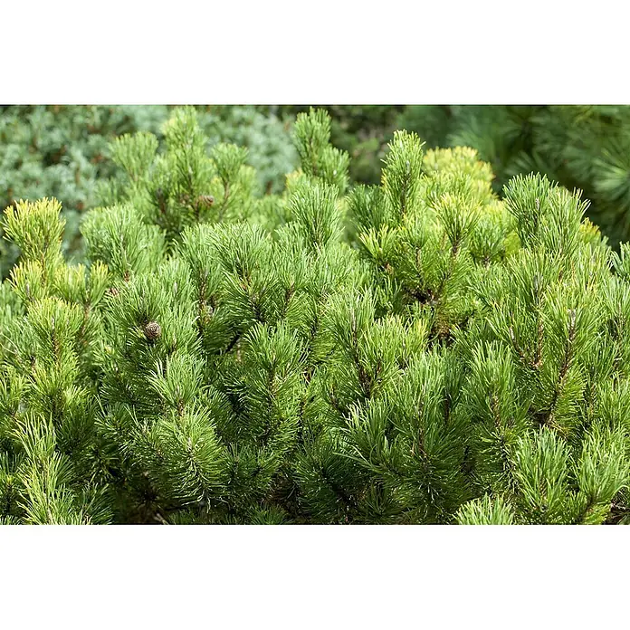 Pflanzen für dich Berg-Kiefer 15-20 cm - Pinus mugo 'Carsten's Wintergold', Aktuelle Wuchshöhe: 15 cm - 20 cm - Nahaufnahme von leuchtend grünen Kiefernzweigen mit zahlreichen Nadeln und einem kleinen Zapfen.