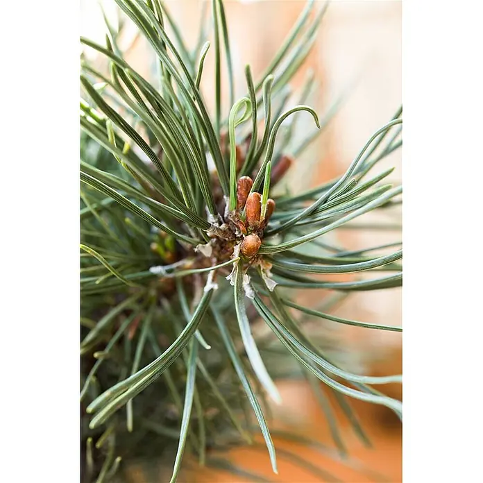 Pflanzen für dich Berg-Kiefer 70-80 cm - Pinus mugo 'Klostergrün', Aktuelle Wuchshöhe: 70 cm - 80 cm - Nahaufnahme von leuchtend grünen Kiefernnadeln mit neuen braunen Knospen und hellgrünen Trieben.