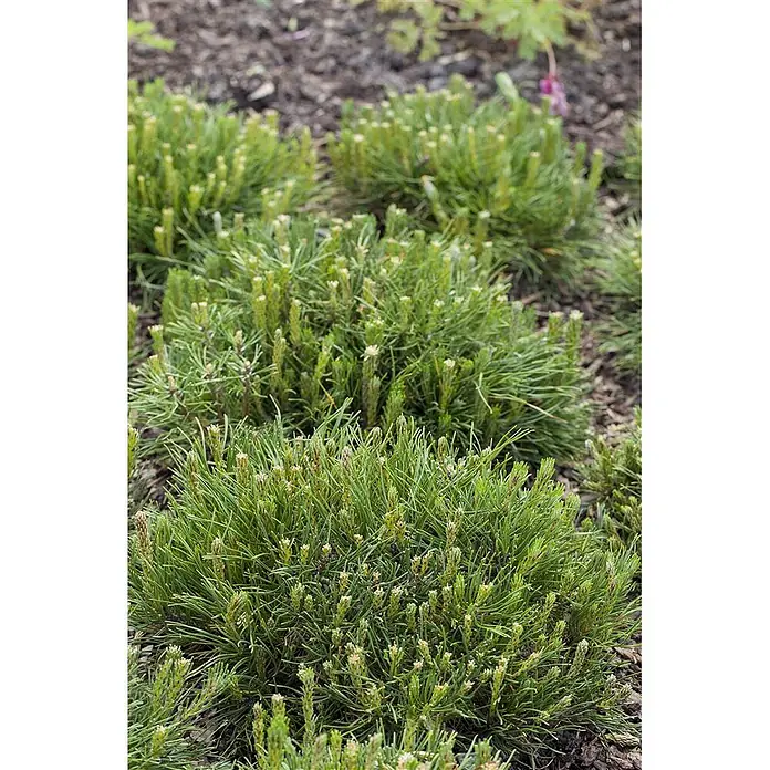 Pflanzen für dich Berg-Kiefer 25-30 cm - Pinus mugo 'Mughus', Aktuelle Wuchshöhe: 25 cm - 30 cm - Üppig grüne, niedrig wachsende Pflanzen mit reichem Neuaustrieb im Gartenboden.