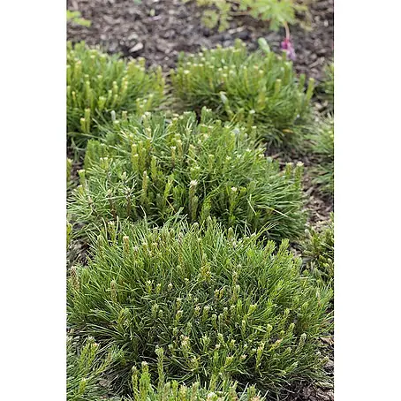 Pflanzen für dich  Berg-Kiefer 30-40 cm