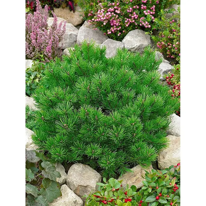 Pflanzen für dich Berg-Kiefer 70-80 cm - Pinus mugo 'Klostergrün', Aktuelle Wuchshöhe: 70 cm - 80 cm - Leuchtend grüne Zwergkiefer mit hellen Nadeln, wächst in einem Steingarten zwischen Zierpflanzen.