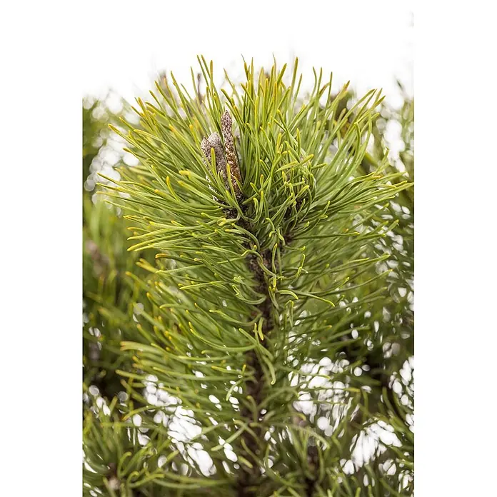Pflanzen für dich Berg-Kiefer 25-30 cm - Pinus mugo 'Mughus', Aktuelle Wuchshöhe: 25 cm - 30 cm - Nahaufnahme eines Kiefernzweigs mit leuchtend grünen Nadeln und einer auffälligen braunen Knospe.
