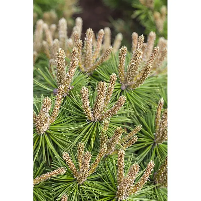 Pflanzen für dich Berg-Kiefer 70-80 cm - Pinus mugo 'Klostergrün', Aktuelle Wuchshöhe: 70 cm - 80 cm - Nahaufnahme von hellgrünen Kiefernnadeln mit vielen hellbraunen, länglichen neuen Trieben.