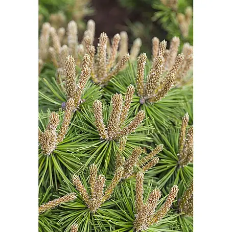 Pflanzen für dich  Berg-Kiefer 15-20 cm