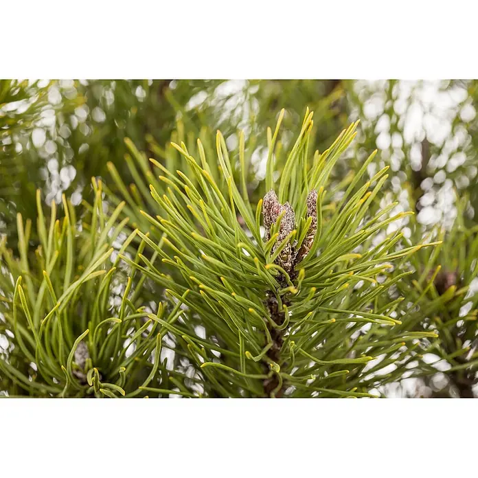 Pflanzen für dich Berg-Kiefer 25-30 cm - Pinus mugo 'Mughus', Aktuelle Wuchshöhe: 25 cm - 30 cm - Nahaufnahme von leuchtend grünen Kiefernnadeln mit gelben Spitzen und mehreren kleinen, braunen Kiefernzapfen.