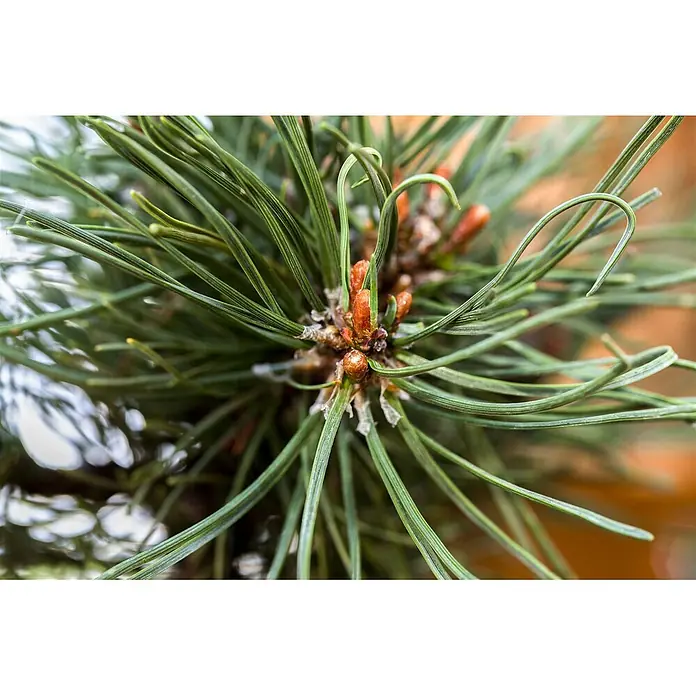 Pflanzen für dich Berg-Kiefer 70-80 cm - Pinus mugo 'Klostergrün', Aktuelle Wuchshöhe: 70 cm - 80 cm - Nahaufnahme von leuchtend grünen Kiefernnadeln und kleinen orange-braunen Knospen an einem Ast.