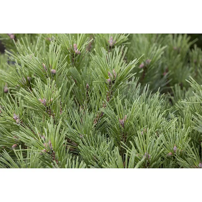 Pflanzen für dich Berg-Kiefer 25-30 cm - Pinus mugo 'Mughus', Aktuelle Wuchshöhe: 25 cm - 30 cm - Dichte grüne Kiefernnadeln mit vielen kleinen rotbraunen Knospen.