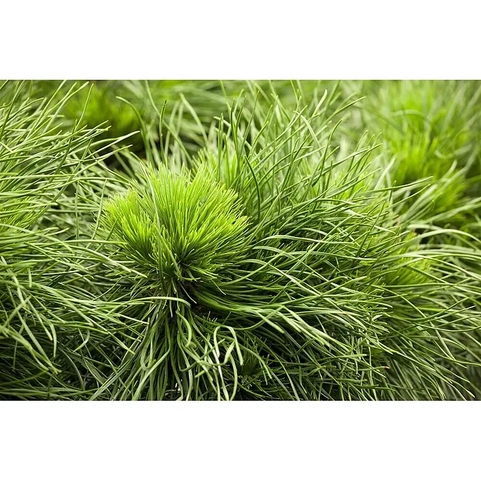 Pflanzen für dich Berg-Kiefer Bergkiefer - Pinus mugo 'Varella' - Nahaufnahme von leuchtend grünen Koniferennadeln, die eine dichte, stachelige Textur bilden. Frische, lange Nadeln deuten auf neues Wachstum hin.