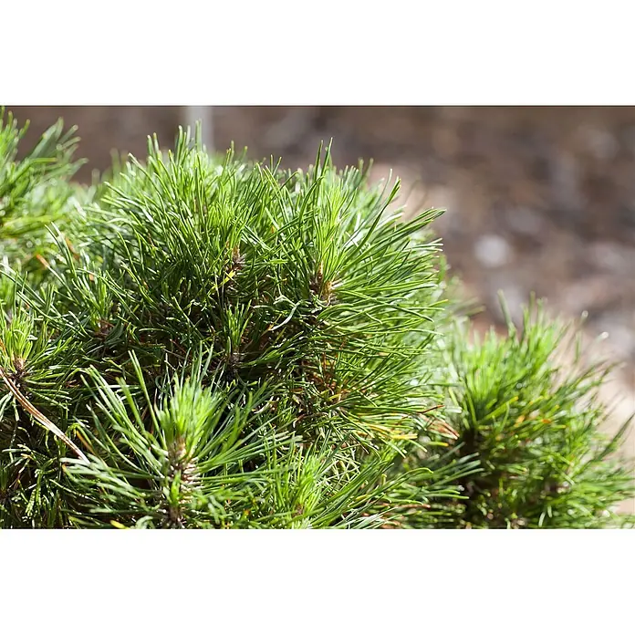 Pflanzen für dich Berg-Kiefer Bergkiefer - Pinus mugo 'Varella' - Üppige grüne Nadeln eines Kiefernstrauchs, lebhaft in natürlicher Umgebung.