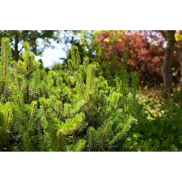 Pflanzen für dich Berg-Kiefer 25-30 cm - Pinus mugo 'Mughus', Aktuelle Wuchshöhe: 25 cm - 30 cm - Nahaufnahme eines leuchtend grünen Kiefernstrauchs mit neuem Wachstum in einem sonnigen Garten.