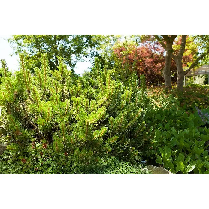 Pflanzen für dich Berg-Kiefer 25-30 cm - Pinus mugo 'Mughus', Aktuelle Wuchshöhe: 25 cm - 30 cm - Üppiger grüner Zwergkiefern- oder Koniferenstrauch mit Nadeln in einer lebendigen Gartenumgebung.