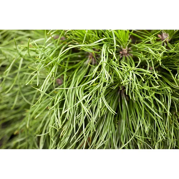Pflanzen für dich Berg-Kiefer Bergkiefer - Pinus mugo 'Varella' - Leuchtend grüne, lange, schlanke Kiefernnadeln bilden eine dichte, üppige Textur.