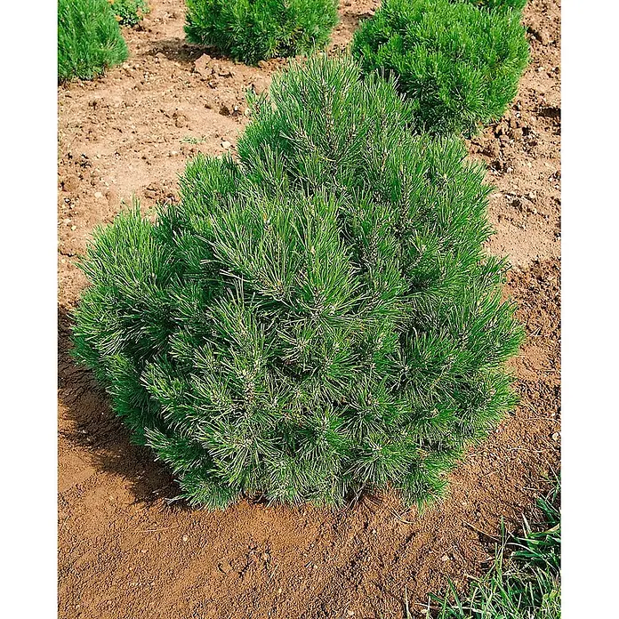 Pflanzen für dich Berg-Kiefer 20-25 cm - Pinus mugo 'Allgäu', Aktuelle Wuchshöhe: 20 cm - 25 cm - Kompakter grüner Zwergkiefernstrauch mit Nadeln, in brauner Erde gepflanzt.
