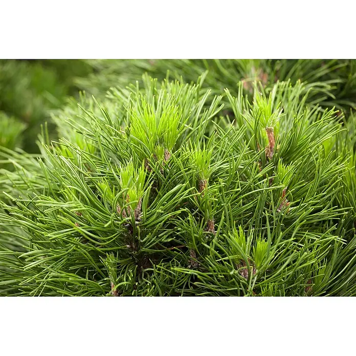 Pflanzen für dich Berg-Kiefer Bergkiefer - Pinus mugo 'Varella' - Lebhaft grüne Kiefernnadeln und neue Triebe an Nadelbaumzweigen.