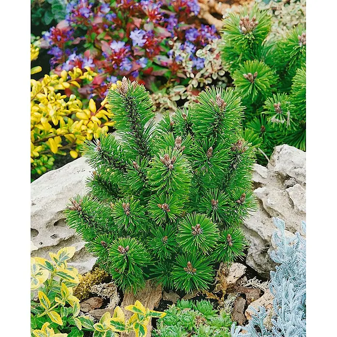 Pflanzen für dich Berg-Kiefer 20-25 cm - Pinus mugo 'Mumpitz', Aktuelle Wuchshöhe: 20 cm - 25 cm - Kompakte grüne Zwergkiefer mit kleinen braunen Knospen in einem Steingarten, umgeben von Pflanzen und Felsen.