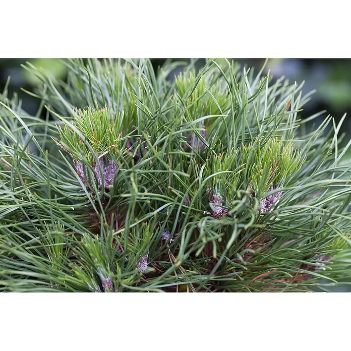 Pflanzen für dich Berg-Kiefer Bergkiefer - Pinus mugo 'Varella' - Nahaufnahme von grünen Kiefernnadeln mit lila-getöntem Neuaustrieb.