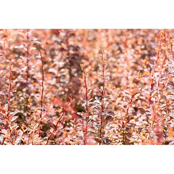 Pflanzen für dich Berberitze 30-40 cm - Berberis thunbergii 'Rose Glow', 30 cm - 40 cm - Üppiger Strauch mit leuchtend rot-orangen und panaschierten Blättern.