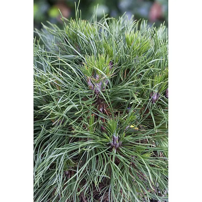 Pflanzen für dich Berg-Kiefer Bergkiefer - Pinus mugo 'Varella' - Nahaufnahme einer grünen Konifere mit langen Nadeln und deutlichen neuen Trieben.