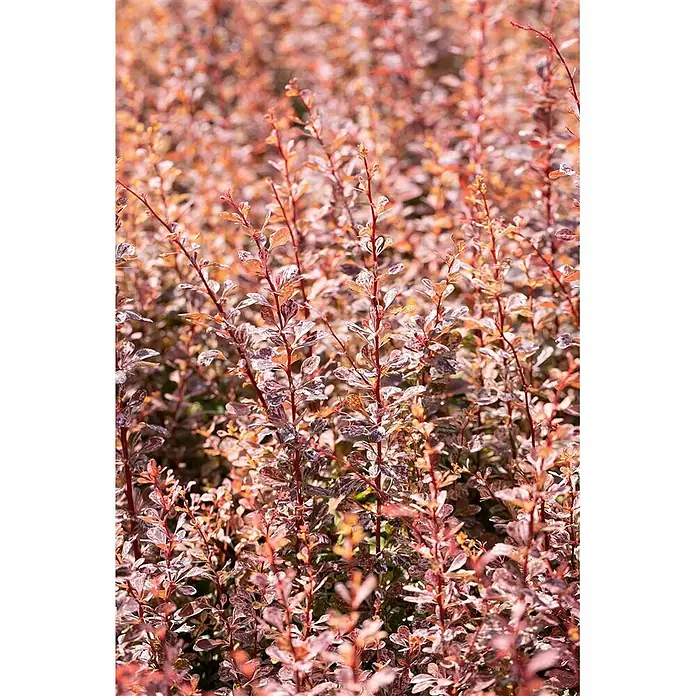 Pflanzen für dich Berberitze 30-40 cm - Berberis thunbergii 'Rose Glow', 30 cm - 40 cm - Dichter Busch mit kleinen, panaschierten rot-orangen Blättern an schlanken roten Stielen.