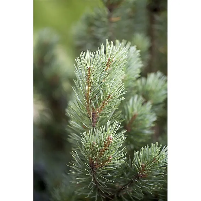 Pflanzen für dich Berg-Kiefer 30-40 cm - Pinus sylvestris 'Watereri', Aktuelle Wuchshöhe: 30 cm - 40 cm - Nahaufnahme von leuchtend grünen Kiefernnadeln an Zweigen, mit frischem Wuchs und kleinen braunen Knospen.