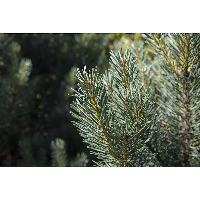 Pflanzen für dich Berg-Kiefer 30-40 cm - Pinus sylvestris 'Watereri', Aktuelle Wuchshöhe: 30 cm - 40 cm - Lebhaft grüne Kiefernnadeln mit kleinen braunen Knospen, dicht gepackt an einem Kiefernzweig.