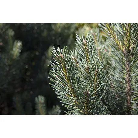 Pflanzen für dich  Berg-Kiefer 30-40 cm