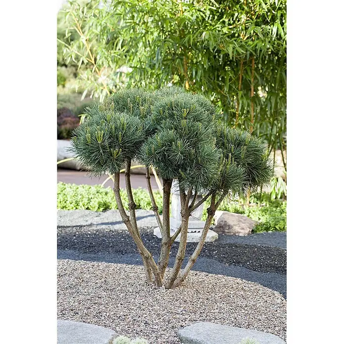 Pflanzen für dich Berg-Kiefer 30-40 cm - Pinus sylvestris 'Watereri', Aktuelle Wuchshöhe: 30 cm - 40 cm - Mehrstämmiger Zwergkiefernbaum mit grünem, rundem Laub und hellbraunen Stämmen, in einem Zierkiesgarten gepflanzt.
