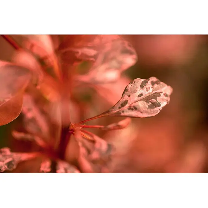 Pflanzen für dich Berberitze 30-40 cm - Berberis thunbergii 'Rose Glow', 30 cm - 40 cm - Bunte rote Pflanze mit gesprenkelten rosa und roten Blättern.