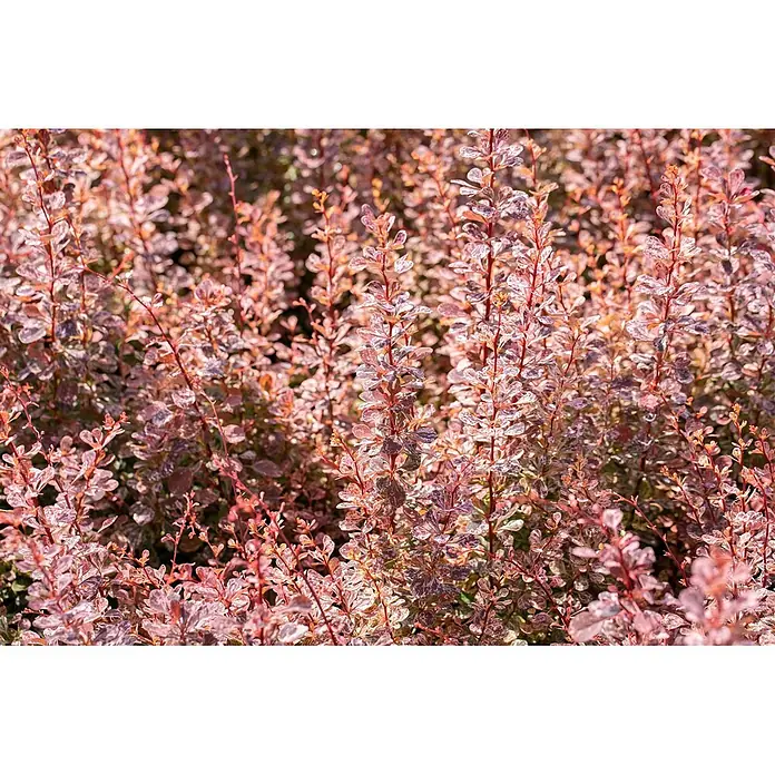 Pflanzen für dich Berberitze 30-40 cm - Berberis thunbergii 'Rose Glow', 30 cm - 40 cm - Buntblättriger Berberitzenstrauch mit rötlichen Stielen und gesprenkelten rosa, roten und weißen Blättern.
