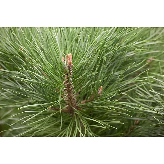 Pflanzen für dich Berg-Kiefer 30-40 cm - Pinus sylvestris 'Watereri', Aktuelle Wuchshöhe: 30 cm - 40 cm - Nahaufnahme eines frischen Kiefernastes mit leuchtend grünen Nadeln und hellbraunen neuen Trieben.