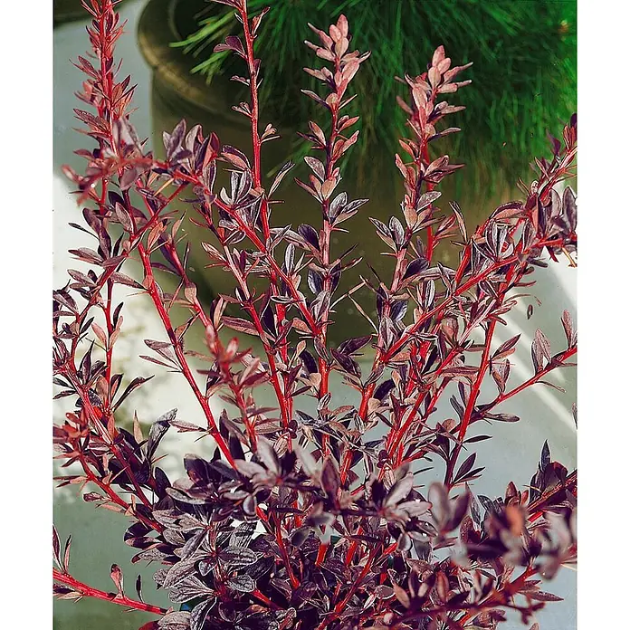 Pflanzen für dich Berberitze 30-40 cm - Berberis thunbergii 'Red Chief', 30 cm - 40 cm - Kompakter Strauch mit leuchtend roten Stielen und auffälligen dunkelrot-violetten Blättern.