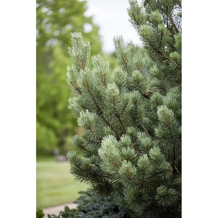 Pflanzen für dich Berg-Kiefer 30-40 cm - Pinus sylvestris 'Watereri', Aktuelle Wuchshöhe: 30 cm - 40 cm - Nahaufnahme eines Nadelbaums mit dichten grünen Nadeln und kleinen Zapfen.