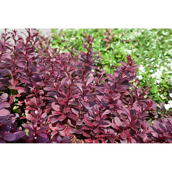 Pflanzen für dich Berberitze 30-40 cm - Berberis thunbergii 'Red Chief', 30 cm - 40 cm - Ein Busch mit leuchtend rot-violetten Blättern, der in einem Garten mit weichem grünem Laub und weißen Blüten im Hintergrund wächst.