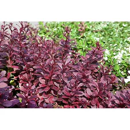 Pflanzen für dich  Berberitze 30-40 cm