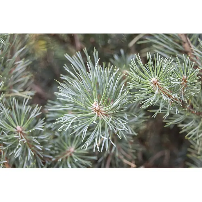 Pflanzen für dich Berg-Kiefer 20-25 cm - Pinus sylvestris 'Watereri', Aktuelle Wuchshöhe: 20 cm - 25 cm - Dichte Büschel üppiger, blaugrüner Kiefernnadeln an einem Zweig mit kleinen braunen Knospen.