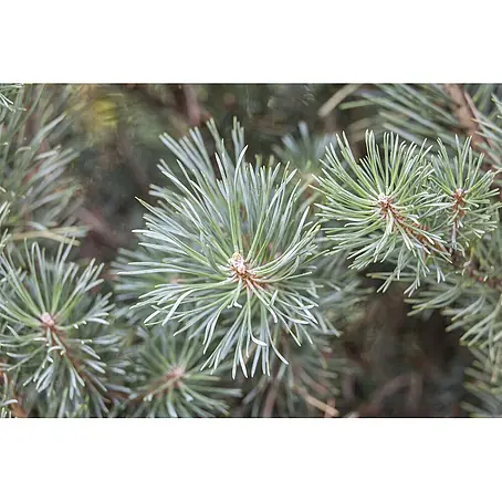 Pflanzen für dich  Schwarzkiefer 20-25 cm